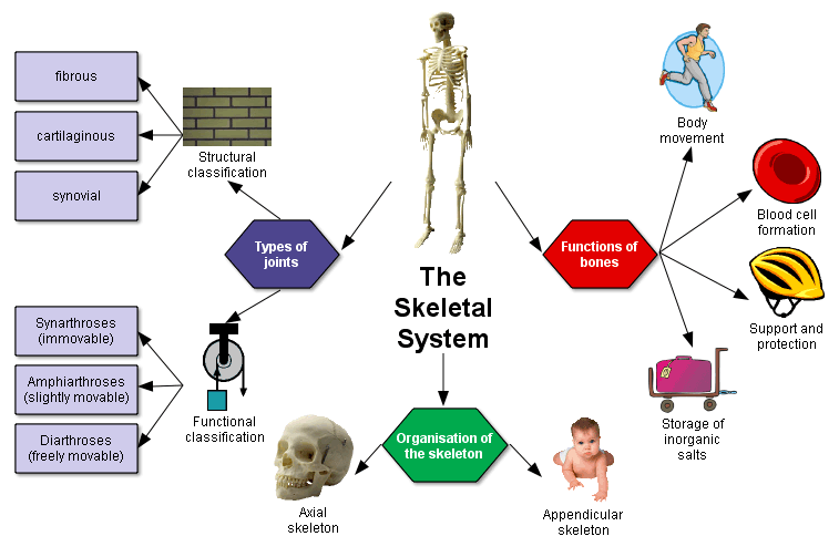 Conclusion The Skeletal System And Its Diseases