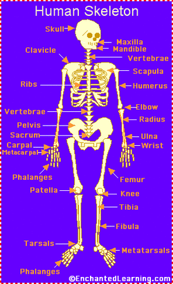 The Skeletal System and its Diseases - Home